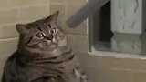 猫：有话好好说，别动手行不！