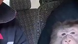 男子上山干活遇人猴奇缘，投喂猴子后，主动上车乖乖被摸