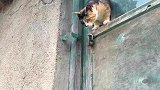 猫妈妈飞檐走壁带小猫回家