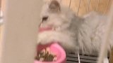 懒猫的自我修养,站起来算我输
