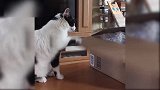 白猫蹲在纸箱旁边，不停地玩着纸箱盖子，真是调皮！