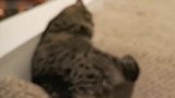 看这小猫咪懒洋洋的样子，真是蠢萌呢，看着想吸啊！