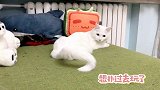 事实证明，猫尾巴是单独一种生物
