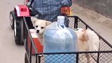 西藏自驾游hallowey智抖年轻味孩子的快乐很简单