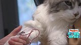 宠物医院2，小场面，高冷型的缅因猫，面对抽血都很淡定