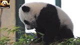 熊猫宝宝独自卖萌太无趣，干脆到妈妈身边撒娇，可惜妈妈睡着了