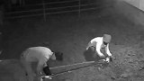 主人帮母牛成功接生，牛妈妈“亲吻”主人额头表示感谢
