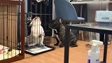 斗牛犬：劳资这颗高贵的狗头一旦抬起来了，就不能轻易落下