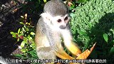 没有一个人给小猴子食物，小家伙很失望离开了