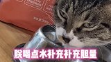 哈哥猫妹