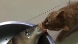 主人买了一条大鱼，猫咪偷摸的去尝尝鲜，下一秒一定忍住别笑