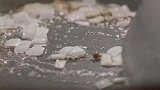 张艺兴展示厨艺：爆炒青椒，全程干货，网友：他还会做饭吗