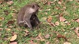 可爱的小猴子珍妮特想和猴子哥哥玩，珍妮特不想因为特蕾莎在旁边