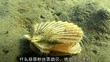 扇贝原来是游泳健将镜头记录扇贝游泳全过程，太魔性了
