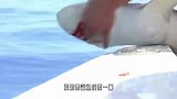 男子船上钓鱼，刚准备取鱼钩，谁知被鲨鱼反咬一口！
