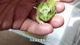 花蛇失踪的这3天，喂鱼时发现小丑蛙又疯了，下一个出事的会是谁