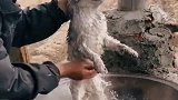 大爷灶台上给猫洗澡，热水滚烫