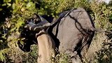 狮子一口咬住大象脸部，不料下一秒大象反击了，镜头拍下精彩全程