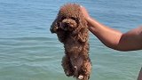 狗子第一次见大海，没想到它居然还会游泳，节奏卡点也是相当到位