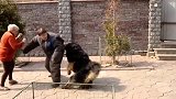 东方神犬藏獒,从身价千万到狗肉馆都嫌弃,到底发生了什么