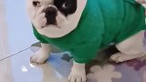 狗狗：外面太冷了，我要回家去