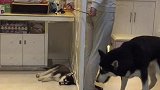 看看军事化训练后的哈士奇如何解救人质