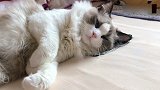 睡觉离不开人的猫咪，无论啥时候睡觉，身边必须有人陪着