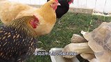爆笑恶作剧！恐吓老母鸡就能下蛋？，鸡：鸡生不易！