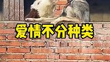 再坚定的男性也扛不住娇滴滴的女生