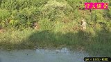 钓鱼：大水淹没了庄稼地，大黑鱼就爱藏在这儿