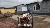 农村烧柴怎么区分好坏，农家院新添一流柴火，做个东北菜犒劳自己