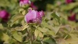 云想衣裳花想容，春风拂槛露花浓（臧怀生摄影）