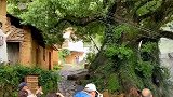 杨家堂古村，一棵夫妻古树，带火了整个古村，世外桃源一般！