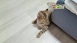话痨狸花猫一无聊就找主人唠嗑，全程无障碍沟通，快送去上学！