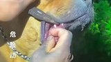狗狗的嘴巴被鱼钩钩住了，帮它取的时候超级配合