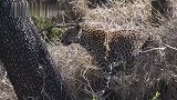 公花豹讨好母花豹，把羚羊挂上树，展示自己强大的能力
