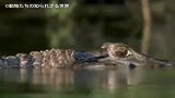 鳄鱼虎视眈眈要捕食自己的猎物、岂不知自己已经成了别人的目标！
