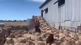 牧羊犬安排羊群排队剪羊毛，井然有序，看完我笑了