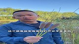 野外香蒲的作用，你知道吗