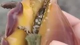 网友在海边捡到个“凶巴巴”的海螺，伸出眼睛“偷窥”还会“挥刀”