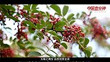 《中国一分钟》：汉源花椒