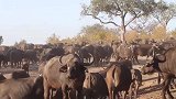 动物世界：雄狮兄弟继续尾随水牛群，等待机会出击狩猎！