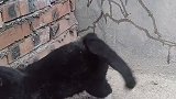 黑猫警长水画不错啊！