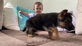 德国牧羊犬第一次见宝宝，每当试图咬她时，宝宝就会抓住它嘴巴