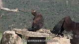 当老鹰碰到最难缠的鸡，遭遇“耻辱”，大公鸡：死也不放过你！