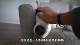 哈士奇好友游泳被淹死，哈士奇的行为令人心痛，结局泪崩了