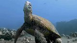 海龟在海里大多时候在梦游，平均每天睡11个小时