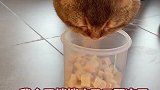 假如小猫咪也有内卷气不活了！再比就让你们喵间蒸发！