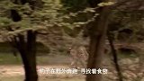 豹子费力抓捕狒狒，爬树能手捕猎的困难，狒狒群不敢帮助同伴！