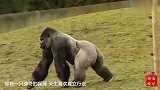 实拍1只从未接受过训练的猩猩，却喜欢直立行走
